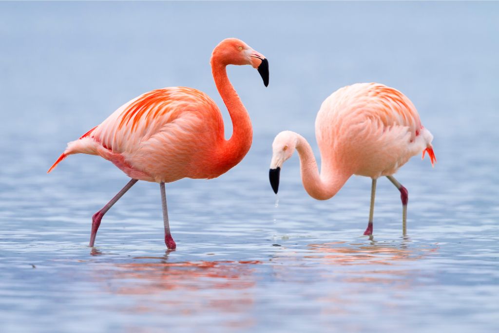 two flamingos on the lake