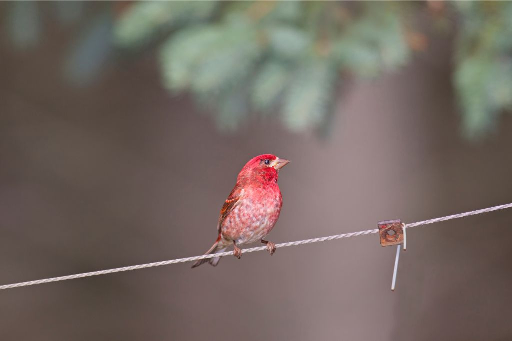 purple finch sitting on a cable string