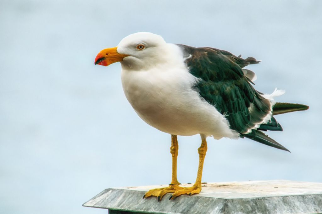 seagull standing on a concrete wall