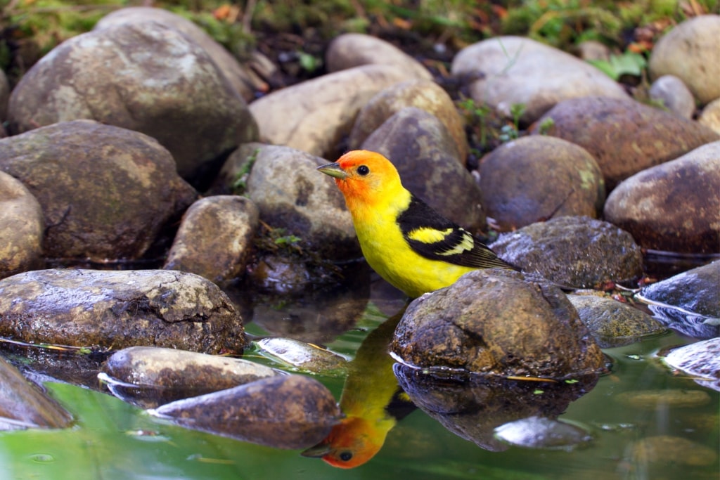 western tanager standing on a rock by the river.