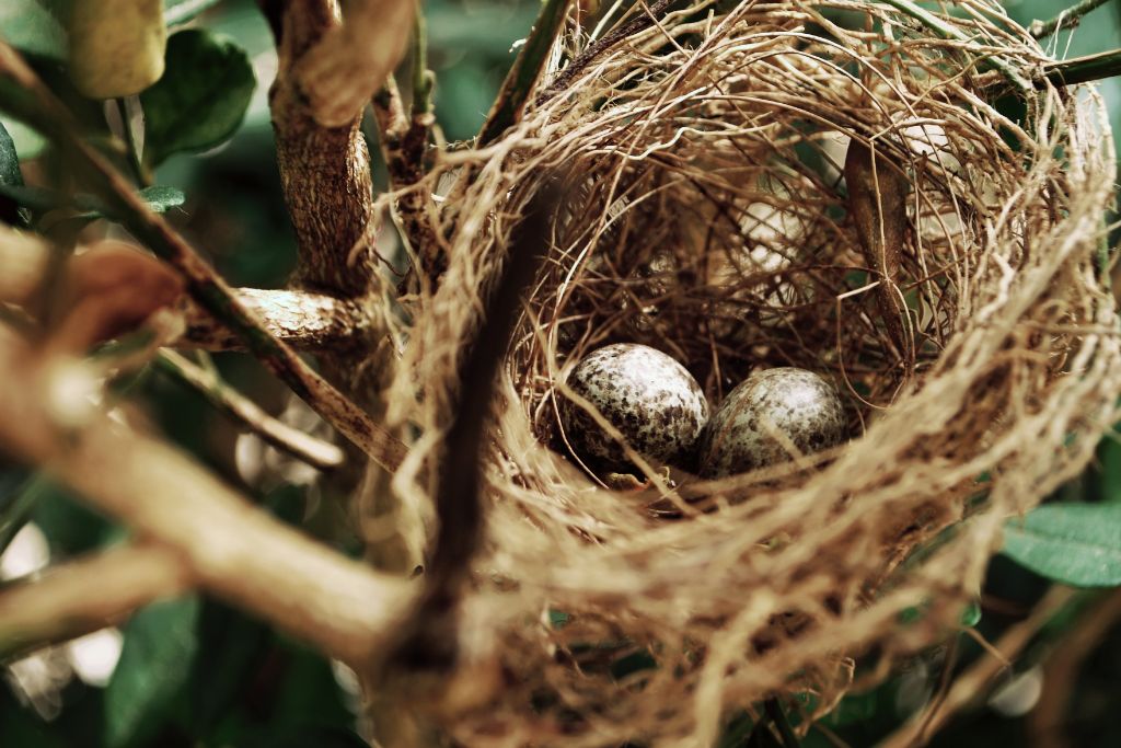 bird eggs on a nest