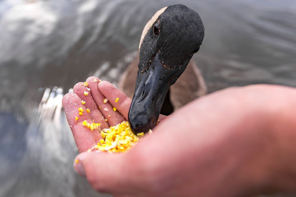 close up of a duck eating corn from a hand