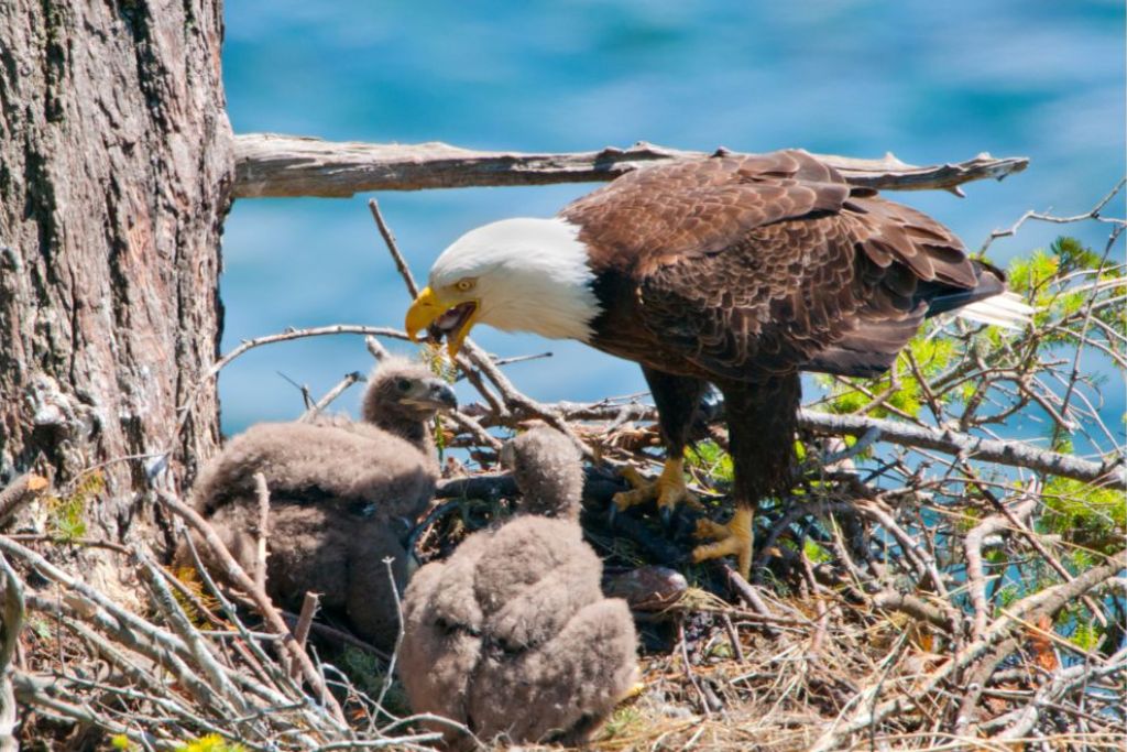 mother eagle feeding her baby eaglets