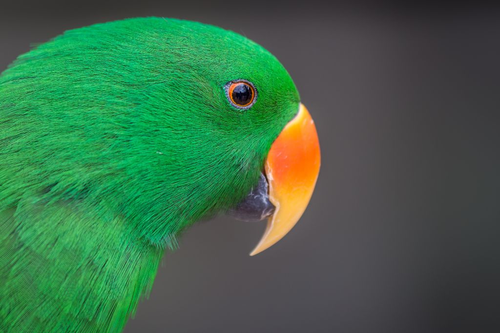 green bird on a gray background