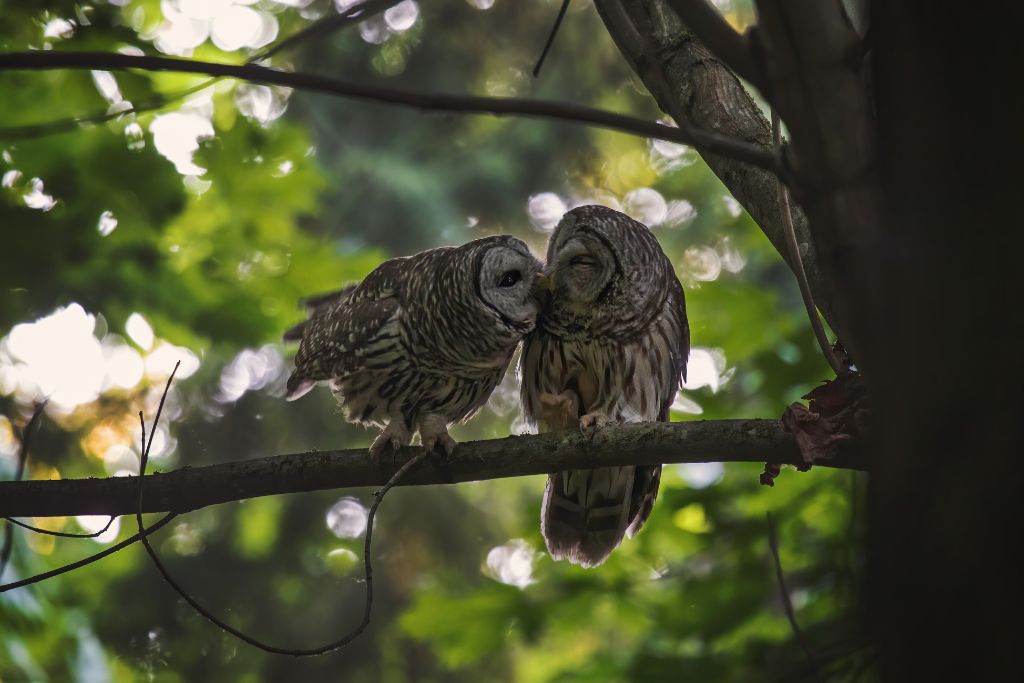 two owls on a tree branch